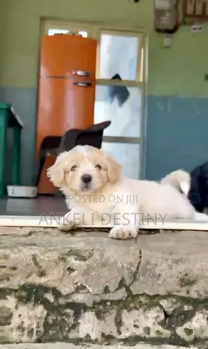 Female Purebred Lhasa Apso Puppy, 7 Weeks Old