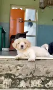 Kare-kare 'yar Tsarkaka ta Lhasa Apso, mako 7 - 1