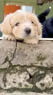 Kare-kare 'yar Tsarkaka ta Lhasa Apso, mako 7 - 2