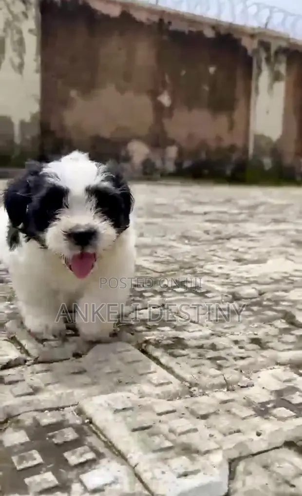 Purebred Female Lhasa Apso Puppy - 1