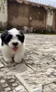 Purebred Female Lhasa Apso Puppy - 1