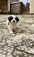 Purebred Female Lhasa Apso Puppy - 2