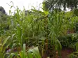 Fenced Gated 100x100ft Land for Sale in Kabba - 2