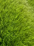 Artificial Grass 50mm - Launi Biyu - 1