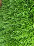 Artificial Grass 50mm - Launi Biyu - 2