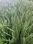 Artificial Grass 50mm - Launi Biyu - 4