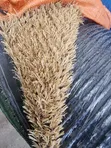 Artificial Grass 30mm - 2