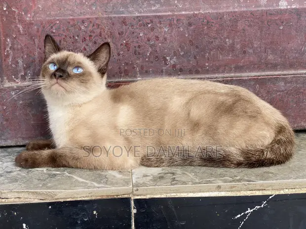 6-12 Month Male Purebred Siamese Kitten - 1