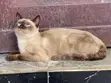 6-12 Month Male Purebred Siamese Kitten - 1