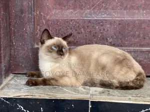 6-12 Month Male Purebred Siamese Kitten