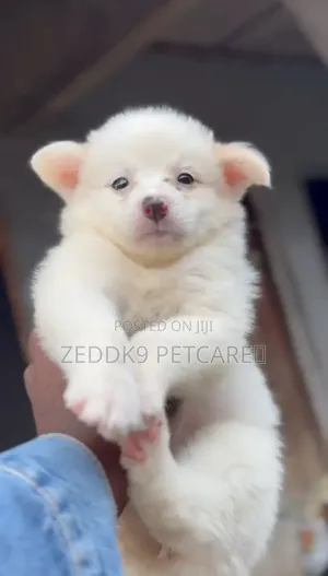 Zuriya ta Gaskiya Yarinyar American Eskimo - Mace, 1-3 Watan