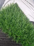 Artificial Grass 30mm - Bundle Mai Inganci - 2