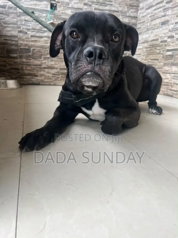 Purebred Cane Corso Male, 1+ Year Old - 1