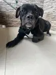 Purebred Cane Corso Male, 1+ Year Old - 1