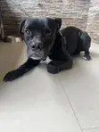 Purebred Cane Corso Male, 1+ Year Old - 2