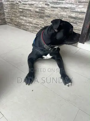 Purebred Cane Corso Male, 1+ Year Old