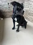 Purebred Cane Corso Male, 1+ Year Old - 4