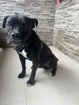 Purebred Cane Corso Male, 1+ Year Old - 5