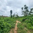 5.3 Acres na Ƙasa da C of O don Siyarwa a Badeku, Ibadan - 2