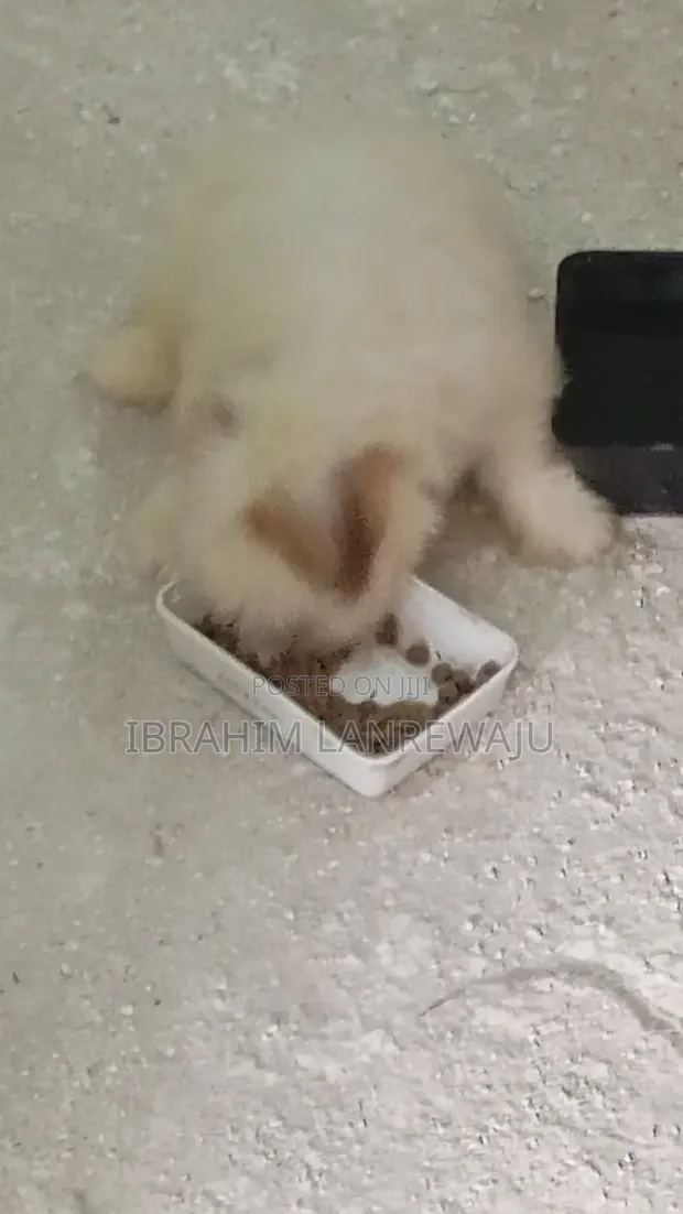 Purebred Lhasa Apso Puppy - 1-3 Months Old - 1