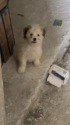 Purebred Lhasa Apso Puppy - 1-3 Months Old