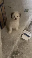 Zuriya Mai Kyau Ta Lhasa Apso - Wata 1-3 Da Haihuwa - 2