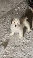 Zuriya Mai Kyau Ta Lhasa Apso - Wata 1-3 Da Haihuwa - 3