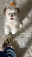 Zuriya Mai Kyau Ta Lhasa Apso - Wata 1-3 Da Haihuwa - 4