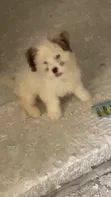Zuriya Mai Kyau Ta Lhasa Apso - Wata 1-3 Da Haihuwa - 5