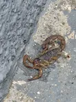 Hycleaning: Professional Fumigation & Pest Control - 1