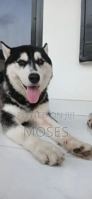 Purebred Siberian Husky - 1+ Year Male