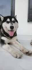 Purebred Siberian Husky - 1+ Year Male - 1