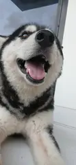 Purebred Siberian Husky - 1+ Year Male - 2