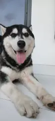 Purebred Siberian Husky - 1+ Year Male - 3