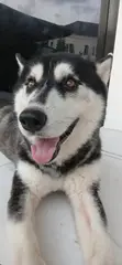 Purebred Siberian Husky - 1+ Year Male - 4