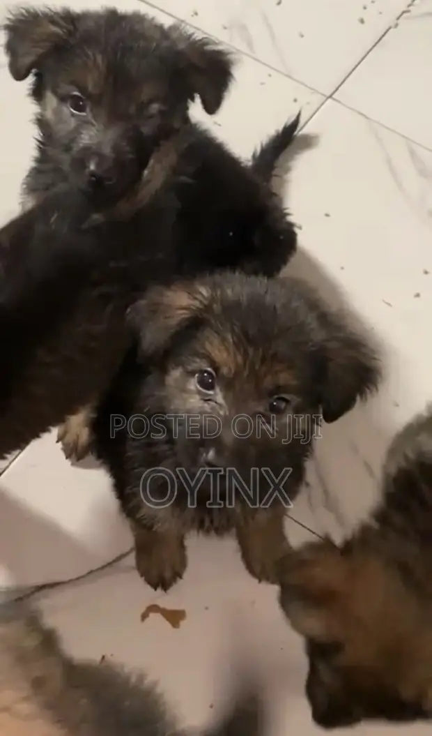German Shepherd Mace, Wata 1-3 Da Haihuwa - 1