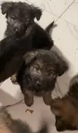 German Shepherd Mace, Wata 1-3 Da Haihuwa - 1
