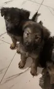 German Shepherd Mace, Wata 1-3 Da Haihuwa - 2