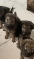 German Shepherd Mace, Wata 1-3 Da Haihuwa - 3