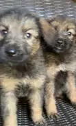 German Shepherd Mace, Wata 1-3 Da Haihuwa - 4