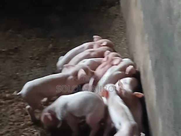 Jibsolad Farm Pigs - 5 Available - 1