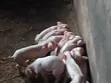 Jibsolad Farm Pigs - 5 Available - 1