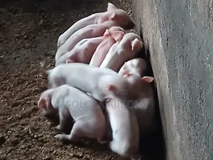 Jibsolad Farm Pigs - 5 Available