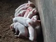 Jibsolad Farm Pigs - 5 Available - 2