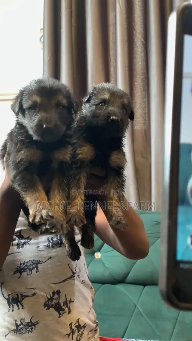German Shepherd Puppy Mai Watanni 1-3 Mace Mai Tsarki - 1