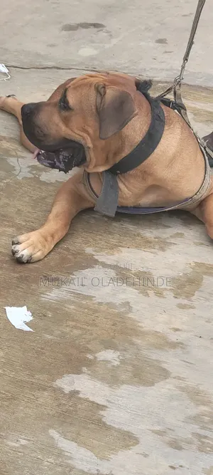 Purebred Boerboel Puppy (1-3 Months)