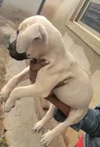 Purebred Boerboel Puppy (1-3 Months) - 2