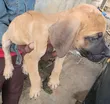 Purebred Boerboel Puppy (1-3 Months) - 3