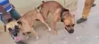 Purebred Boerboel Puppy (1-3 Months) - 4