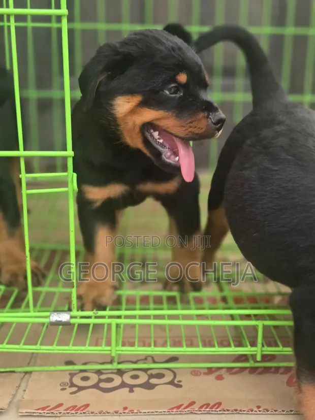 Purebred Rottweiler Puppy - Female, 1-3 Months - 1